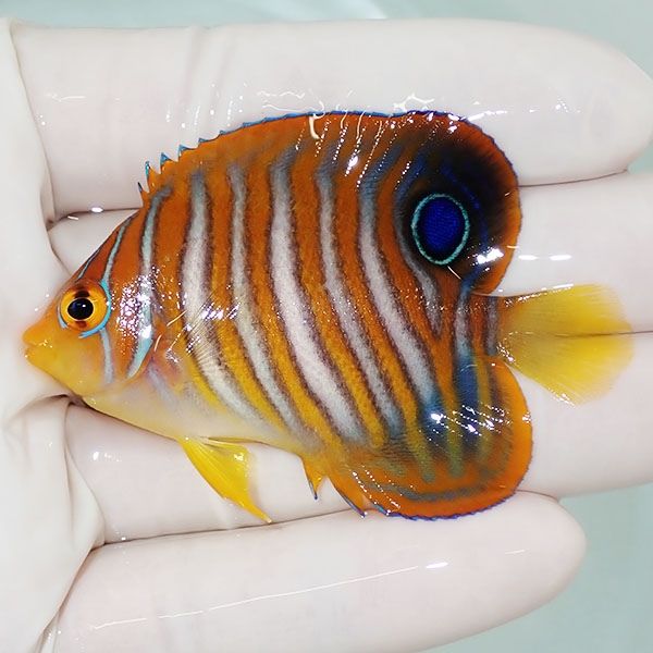 【現物6】ニシキヤッコ 6.3cm±!海水魚 ヤッコ15時までのご注文で当日発...