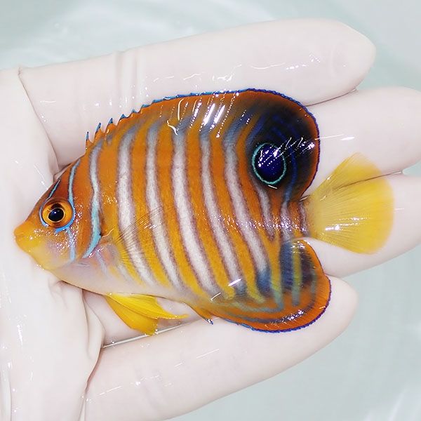 【現物7】ニシキヤッコ 7cm±!海水魚 ヤッコ15時までのご注文で当日発送(...