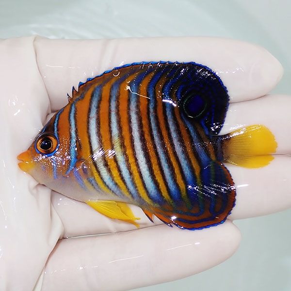 【現物8】ニシキヤッコ 7cm±!海水魚 ヤッコ15時までのご注文で当日発送(...