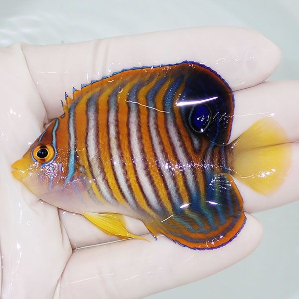 【現物9】ニシキヤッコ 7.2cm±!海水魚 ヤッコ15時までのご注文で当日発...