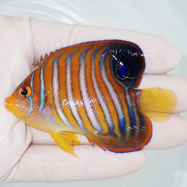 【現物10】尾びれ欠け ニシキヤッコ 7.5cm±!海水魚 ヤッコ15時までのご...