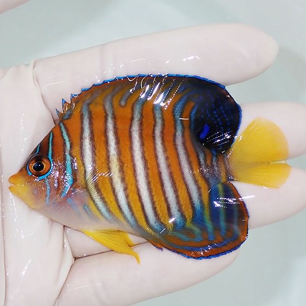 【現物11】ニシキヤッコ 8cm±!海水魚 ヤッコ15時までのご注文で当日発送...