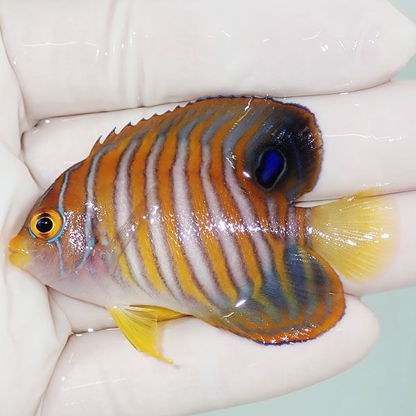 【現物12】ニシキヤッコ 6cm±!海水魚 ヤッコ15時までのご注文で当日発送...