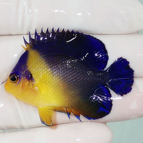 【現物2】スミレヤッコ 4.7cm±! 海水魚 ヤッコ 15時までのご注文で当日...