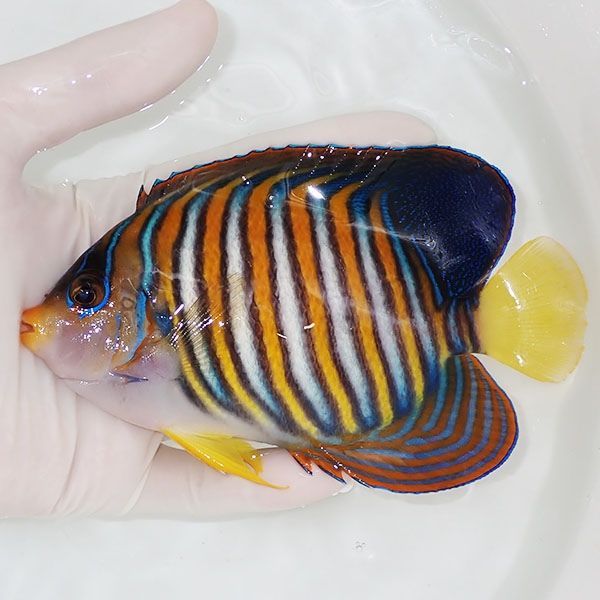 【現物18】ニシキヤッコbig 14cm±!海水魚 ヤッコ15時までのご注文で当日...