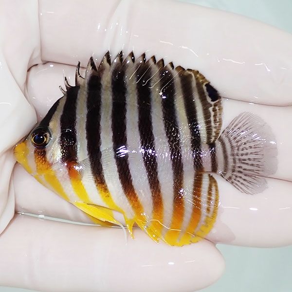 【現物14】sale シマヤッコ 6cm±! 海水魚 生体 15時までのご注文で当日...