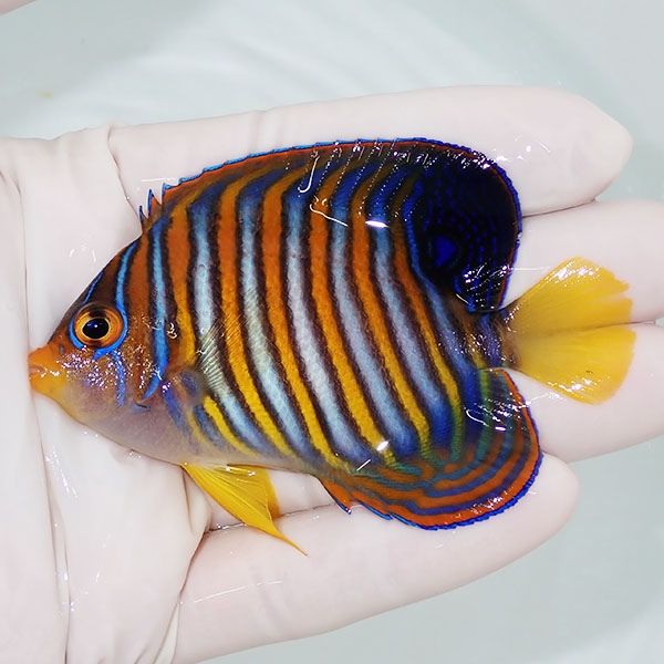 【現物13】ニシキヤッコ 8cm±!海水魚 ヤッコ15時までのご注文で当日発送...