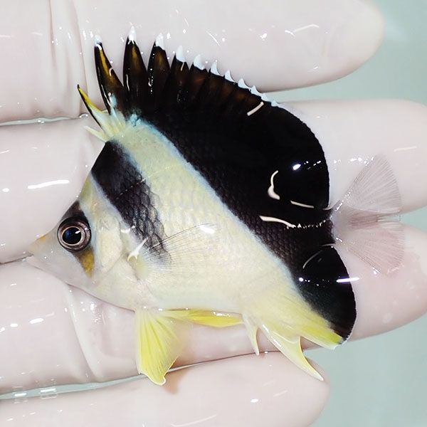 【現物3】粒エサOK バーゲスバタフライ 5.5cm±! 海水魚 チョウチョウウ...