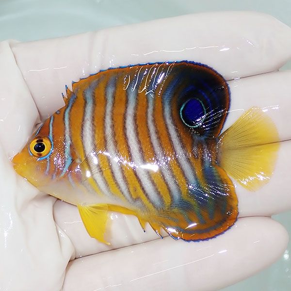 【現物14】ニシキヤッコ 6.3cm±!海水魚 ヤッコ15時までのご注文で当日発...