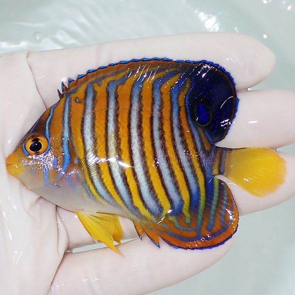 【現物15】ニシキヤッコ 8cm±!海水魚 ヤッコ15時までのご注文で当日発送...