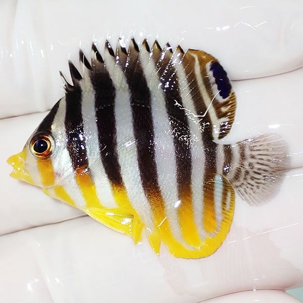 【現物15】sale シマヤッコ 4cm±! 海水魚 生体 15時までのご注文で当日...