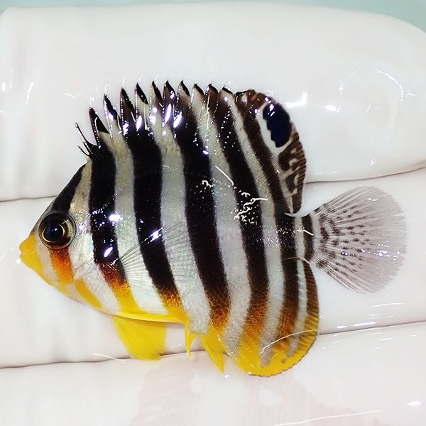 【現物17】sale シマヤッコ 3.7cm±! 海水魚 生体 15時までのご注文で当...