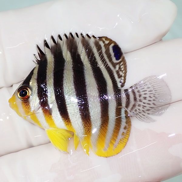 【現物18】saleシマヤッコ 4cm±! 海水魚 生体 15時までのご注文で当日発...