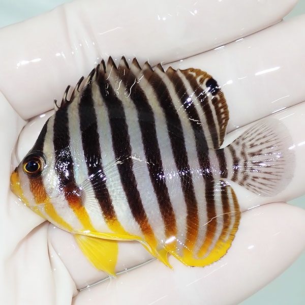 【現物19】sale シマヤッコ 6cm±! 海水魚 生体 15時までのご注文で当日...