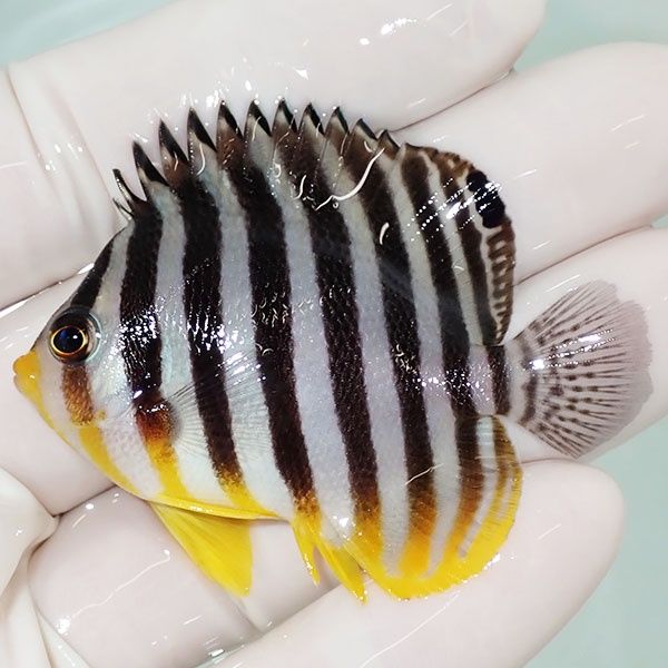 【現物20】sale シマヤッコ 5.5cm±! 海水魚 生体 15時までのご注文で当...