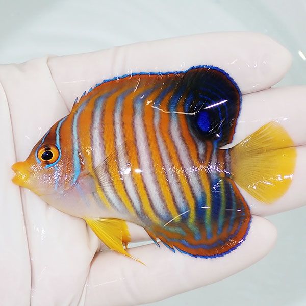 【現物16】ニシキヤッコ 8cm±!海水魚 ヤッコ15時までのご注文で当日発送...