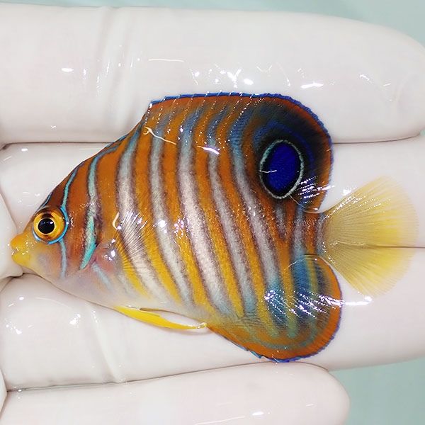 【現物17】ニシキヤッコ 5.5cm±!海水魚 ヤッコ15時までのご注文で当日発...