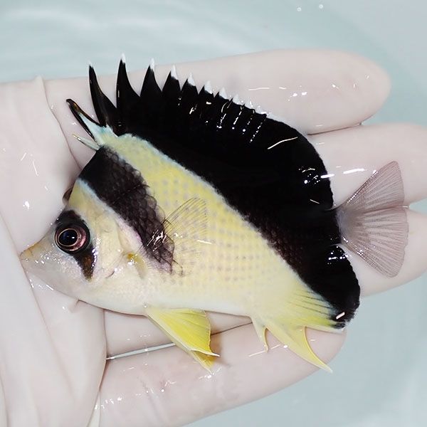 【現物2】粒エサOK バーゲスバタフライ 7.5cm±! 海水魚 チョウチョウウ...