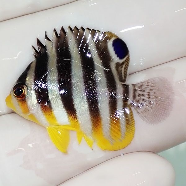 【現物22】sale シマヤッコ 3.3cm±! 海水魚 生体 15時までのご注文で当...