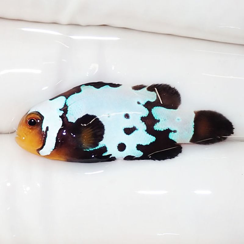 【現物2】ブラックスノーフレークオセラリス 3cm±! 海水魚 クマノミ 餌...