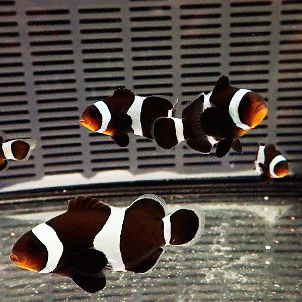 ブラックオセラリス 3-4cm± 黒色等の色指定不可! 海水魚 クマノミ 餌...