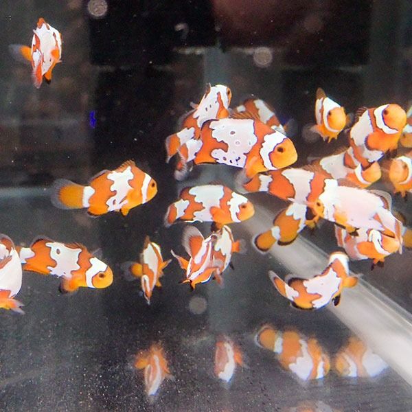 スノーフレークオセラリス【1匹】3-4cm± 個体指定不可 ! 海水魚 クマノ...