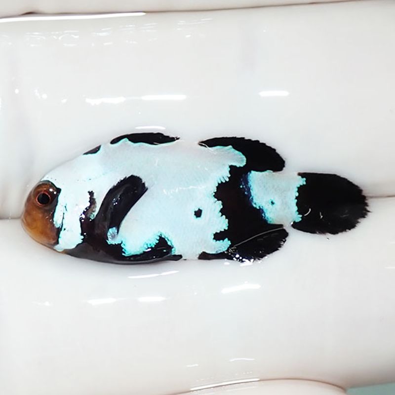 【現物4】ブラックスノーフレークオセラリス 3cm±! 海水魚 クマノミ 餌...