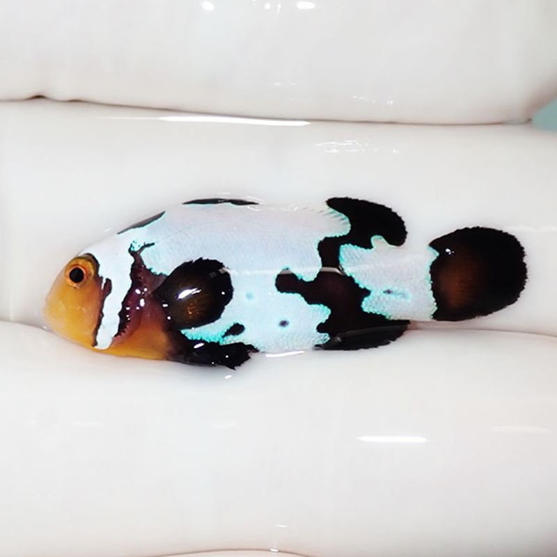 【現物5】ブラックスノーフレークオセラリス 3.6cm±! 海水魚 クマノミ ...