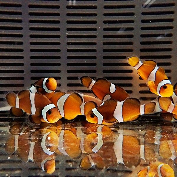 カクレクマノミブリード 3-4cm± 【1匹】 ! 海水魚 クマノミ 餌付け 15...