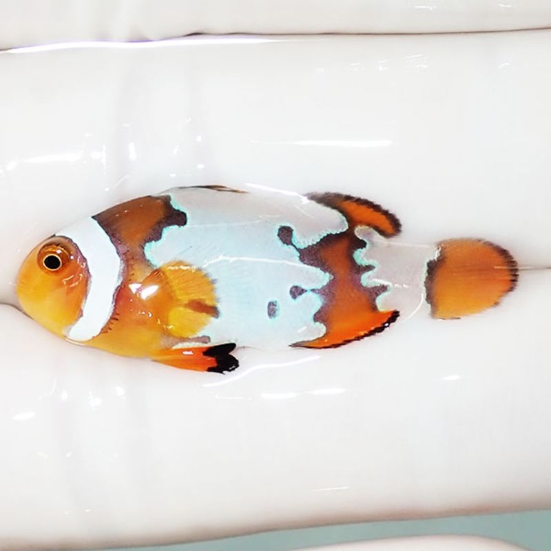 【現物1】ブラックアイスオセラリス 3.5cm±! 海水魚 クマノミ 餌付け 15...