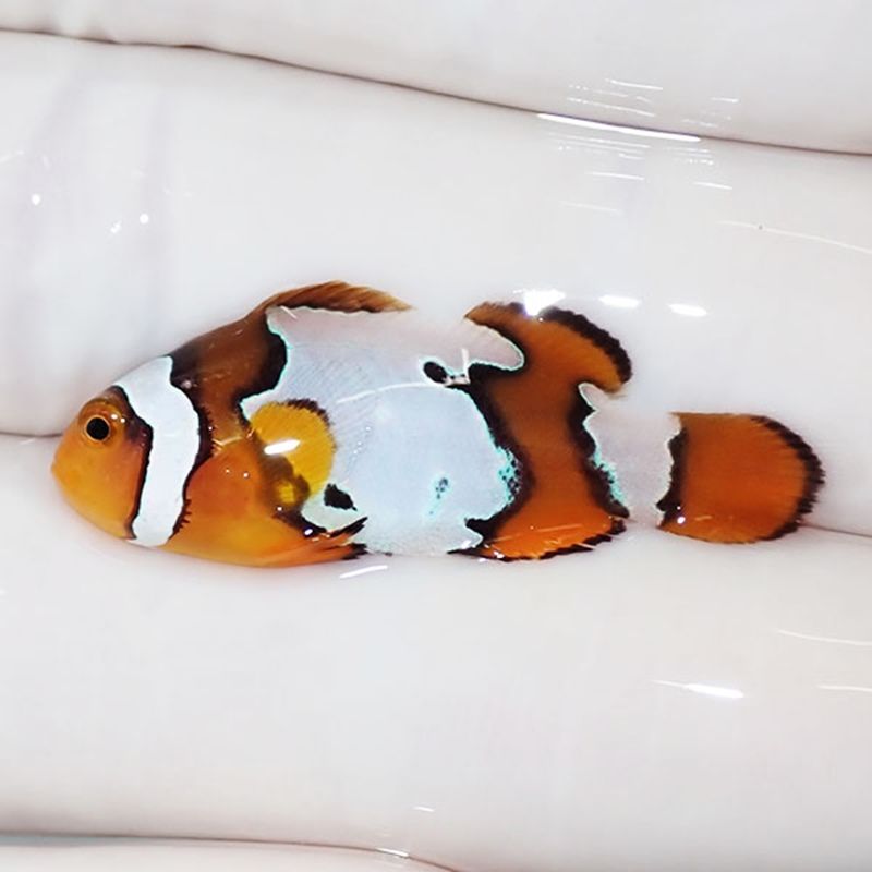 【現物2】ブラックアイスオセラリス 3.5cm±! 海水魚 クマノミ 餌付け 15...