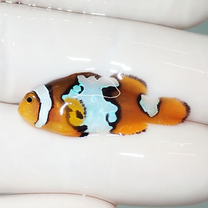 【現物5】ブラックアイスオセラリス 3.3cm±! 海水魚 クマノミ 餌付け 15...