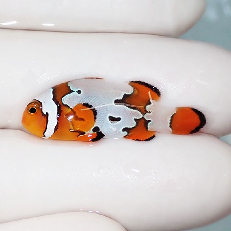 【現物1】スノーフレークオセラリス 3cm±!海水魚 クマノミ ブリード 15...