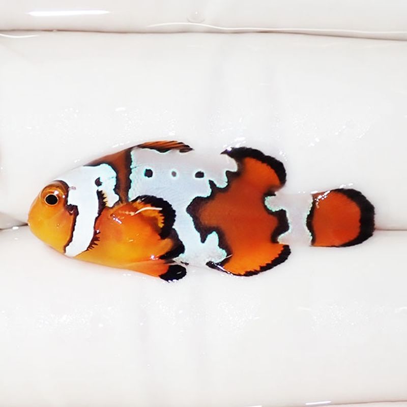 【現物2】スノーフレークオセラリス 3.3cm±!海水魚 クマノミ ブリード 1...