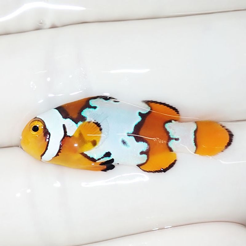 【現物3】スノーフレークオセラリス 3.3cm±!海水魚 クマノミ ブリード 1...