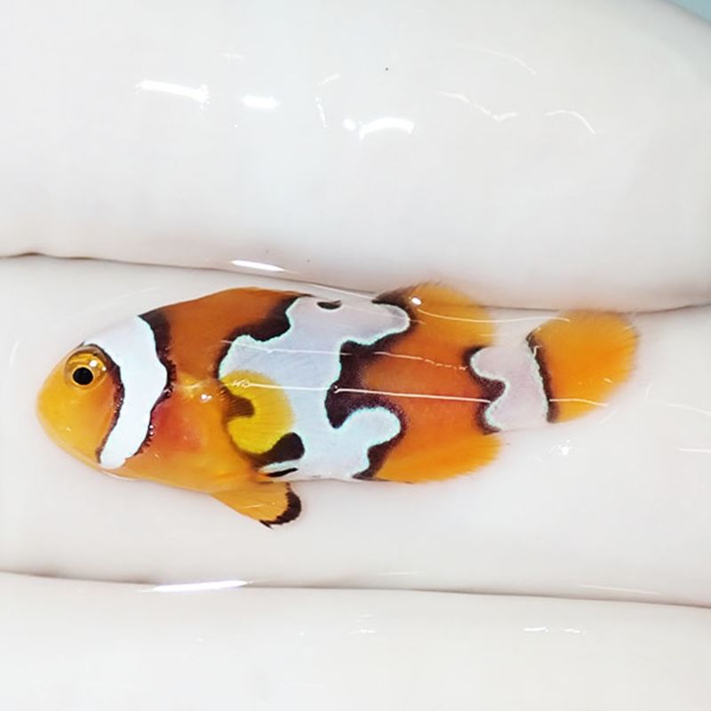 【現物4】ブラックアイスオセラリス 3cm±! 海水魚 クマノミ 餌付け 15時...