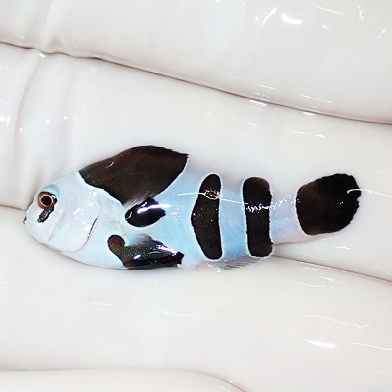 【現物3】ブラックストームクラウン 3.4cm± !海水魚 カクレクマノミ 15...