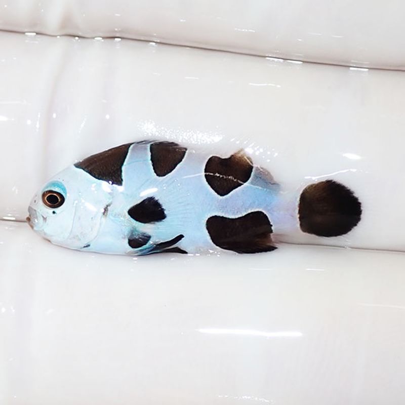 【現物4】ブラックストームクラウン 3cm± !海水魚 カクレクマノミ 15時...