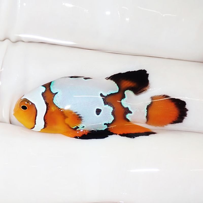 【現物1】ロングフィンオセラリス 3.4cm± !海水魚 カクレクマノミ 15時...