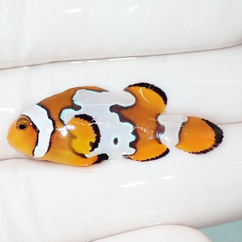 【現物4】スノーフレークオセラリス 4cm±!海水魚 クマノミ ブリード 15...