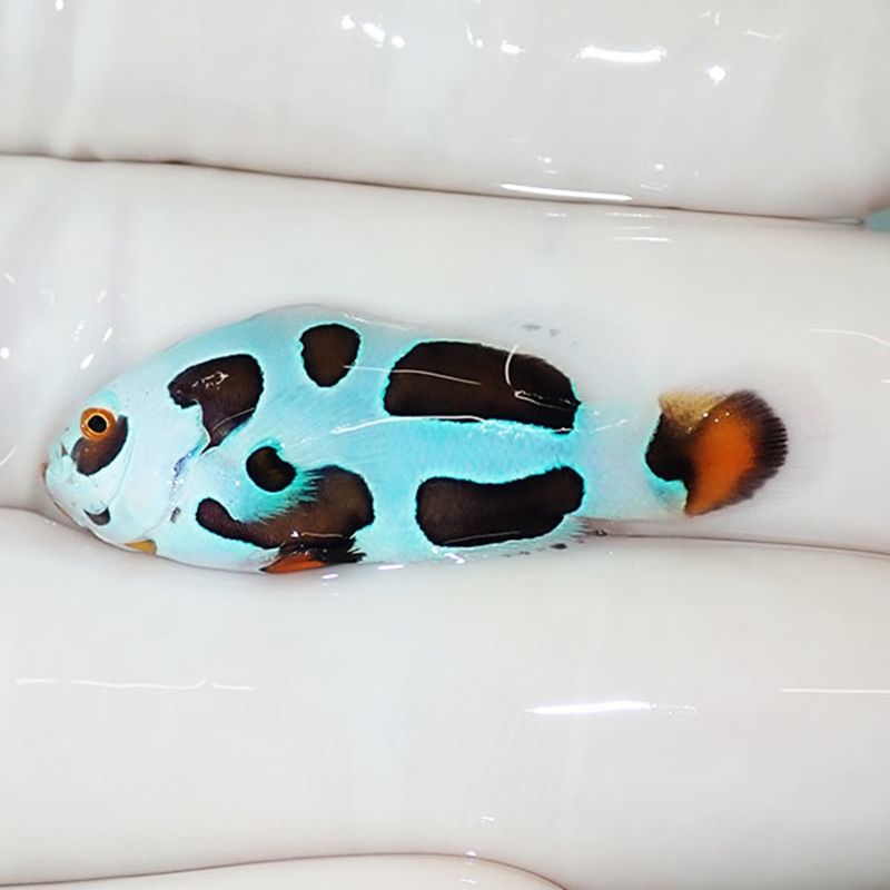 【現物2】オレンジストーム 3.5cm± ! ブリード 海水魚 カクレクマノミ(t...