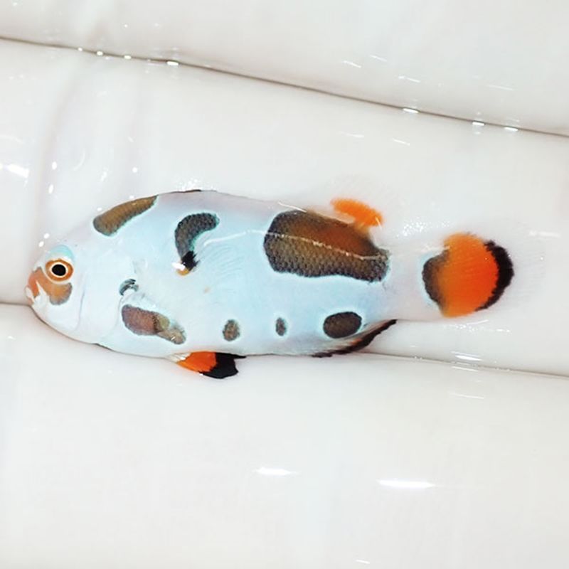 【現物4】オレンジストーム 3cm± ! ブリード 海水魚 カクレクマノミ(t11...