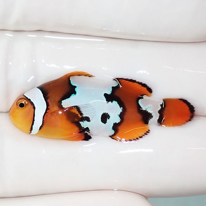 【現物5】スノーフレークオセラリス 3.8cm±!海水魚 クマノミ ブリード 1...