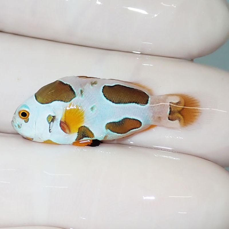 【現物5】オレンジストーム 3.2cm± !海水魚 クマノミ 15時までのご注文...