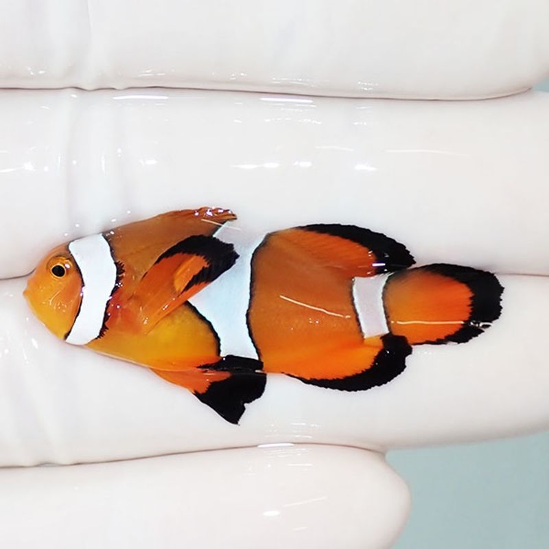 【現物4】ロングフィンオセラリス 4.3cm± !海水魚 クマノミ 15時までの...