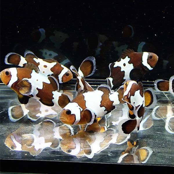 ブラックアイスオセラリス【1匹】3-4cm± 色指定不可! 海水魚 クマノミ ...