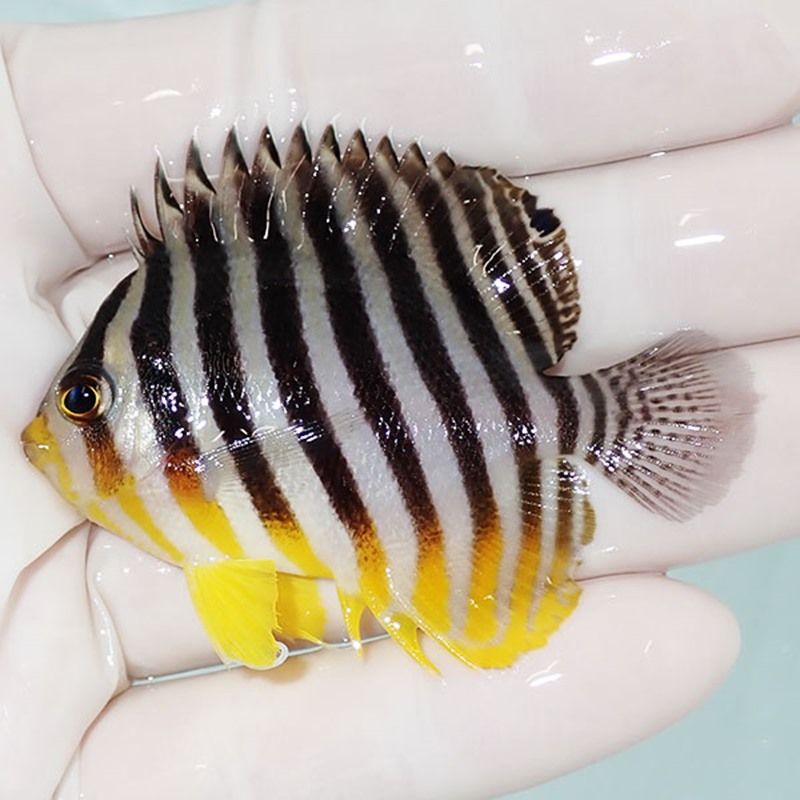 【現物13】sale シマヤッコ 6cm±! 海水魚 生体 15時までのご注文で当日...