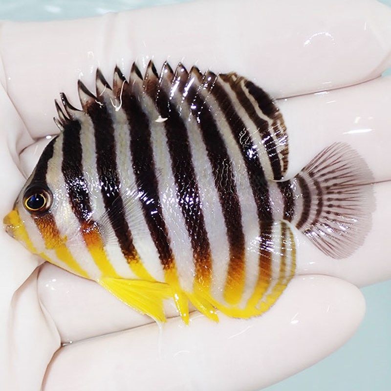 【現物11】sale シマヤッコ 6cm±! 海水魚 生体 15時までのご注文で当日...