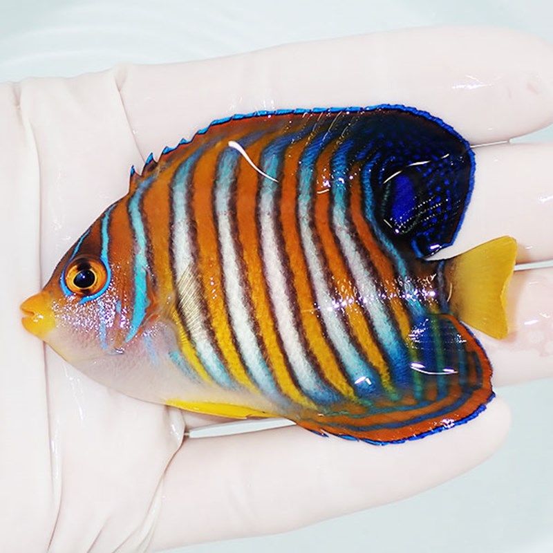 【現物1】ニシキヤッコ 8cm±!海水魚 ヤッコ15時までのご注文で当日発送(...