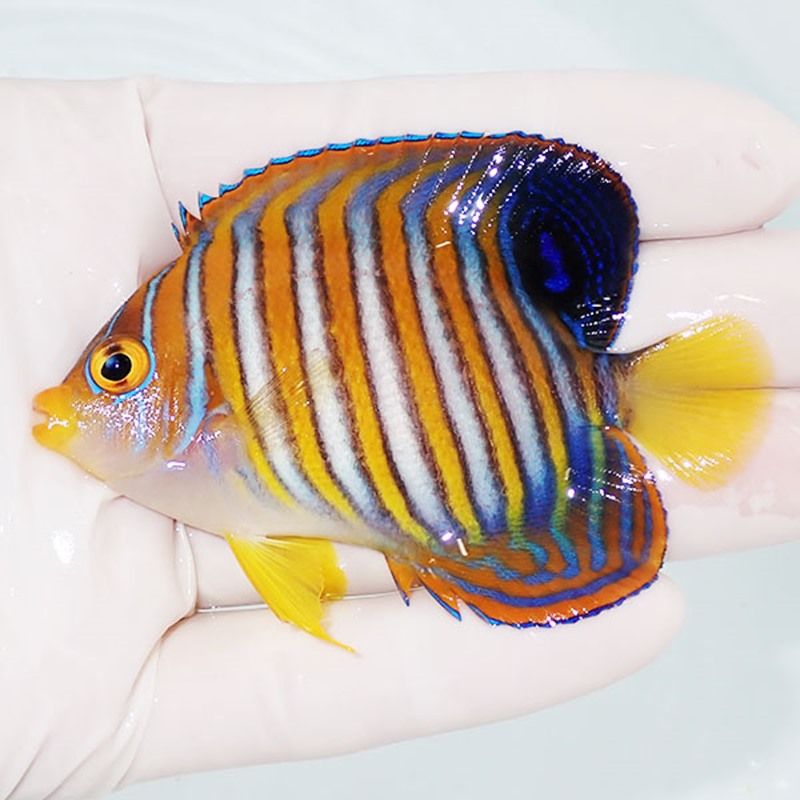 【現物2】ニシキヤッコ 7.5cm±!海水魚 ヤッコ15時までのご注文で当日発...